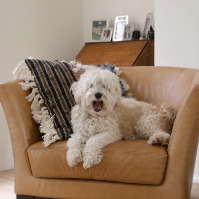 Grace Mihalich's white, fluffy dog sitting on a secondhand brown leather accent chair bought on Kaiyo.